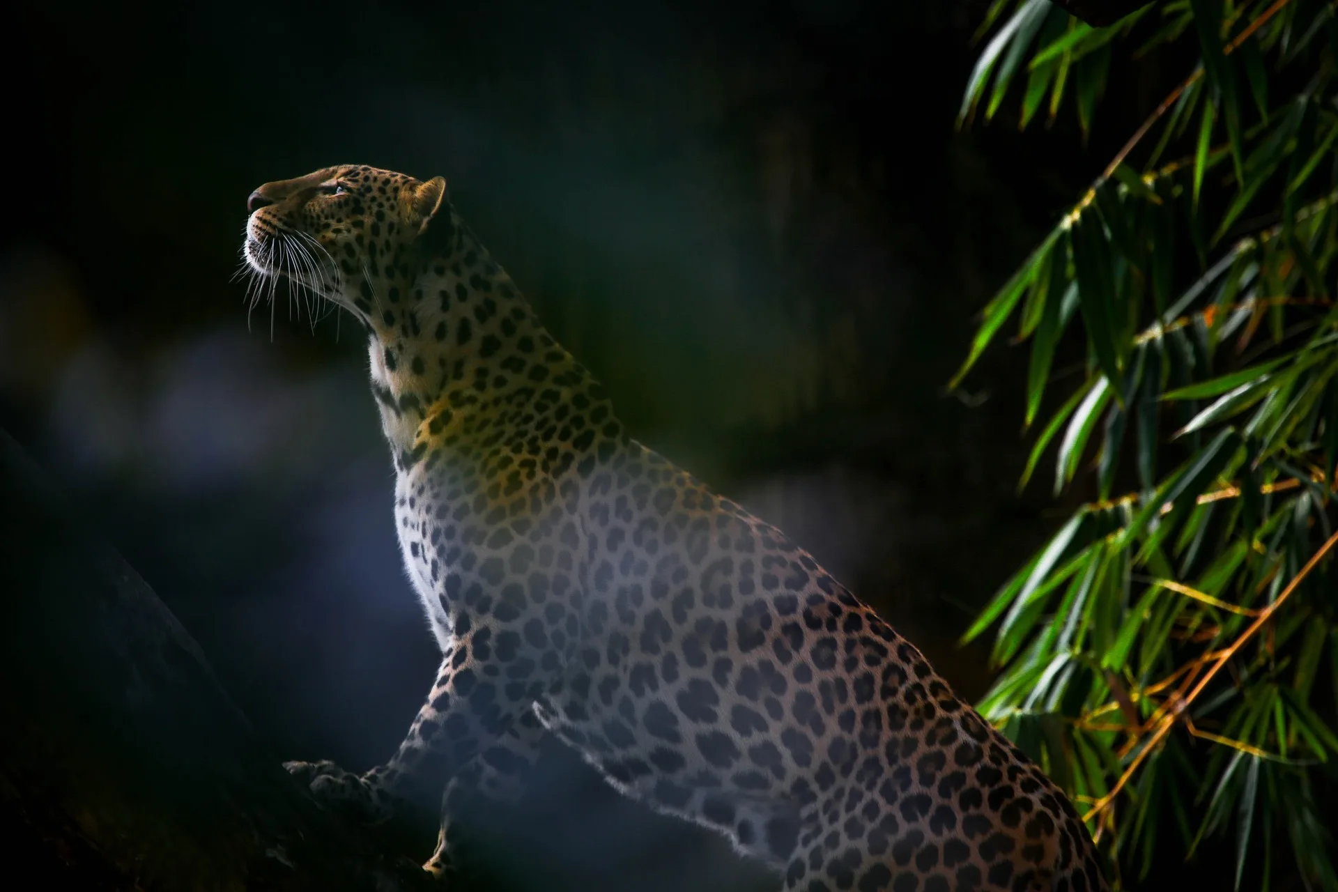 Jawai leopard Hill Safari — Day 1