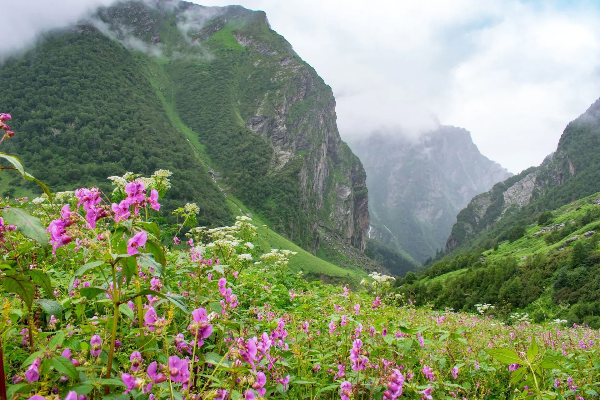 The Valley of Flowers