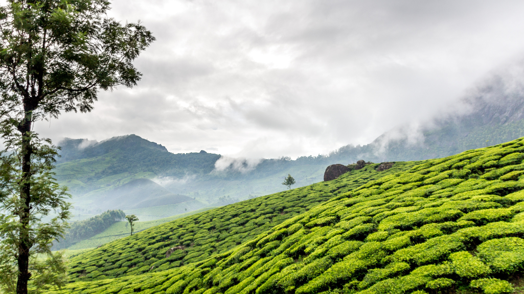 South India