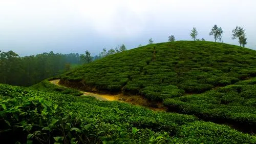 Escape to Ooty – Tour Package