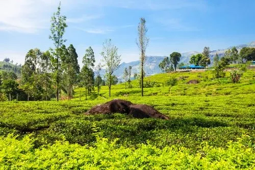 Gudalur & Ooty (via Naduvattam & Kalhatty Ghat)