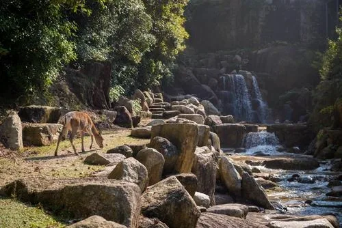 Sathyamangalam Wilderness Drive
