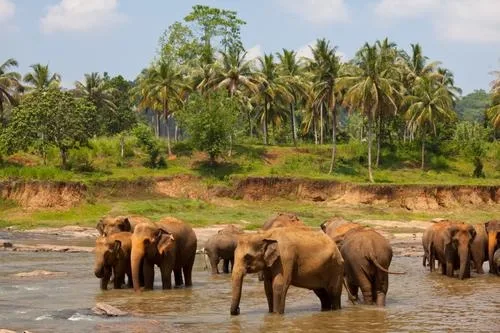Coorg – Wayanad Nature Tour Package